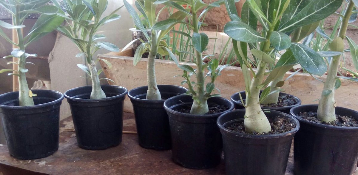 Tiagro#TimBeta# (@tiagrobeta) on Twitter photo 