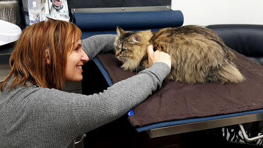 Bronte Village Vet tweet media