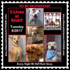 southernpride50's tweet photo. 5 HEARTWARMING DOG BABIES.  #NYC 

WILL BE KILLED 8/29/17 ACC NYC. 

TO BE DESTROYED 08/29/17 https://t.co/6ZMNeBWe6R https://t.co/3Lz7SX5fuX