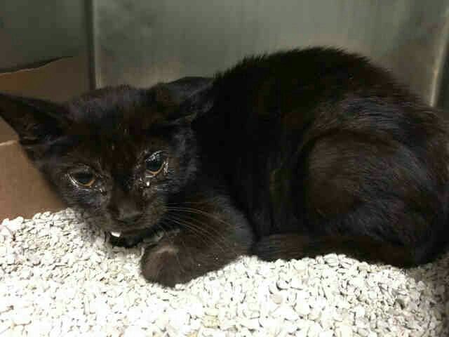 NYCDEATHROWCATS's tweet photo. NOAH - A1123289 
 ***TO BE DESTROYED 08/29/17***  NOAH NEEDS A HERO TONIGHT!!  NOAH is an underweight sick ... https://t.co/N09fu5GAjs https://t.co/ly6GwWOgg2