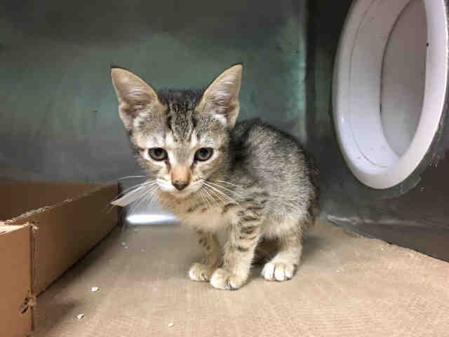 NYCDEATHROWCATS's tweet photo. CANDY -  A1122926 
 ***TO BE DESTROYED 08/29/17***  COTTON, CANDY, BALLY &amp; PANTHER ARE SWEET KITTENS WHO ... https://t.co/rKYmZAiYTK https://t.co/8uzWcLTsBc