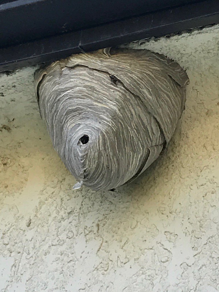 MichelleBarstad's tweet photo. Ooohhh #bignest https://t.co/y9X7uyzcr1
