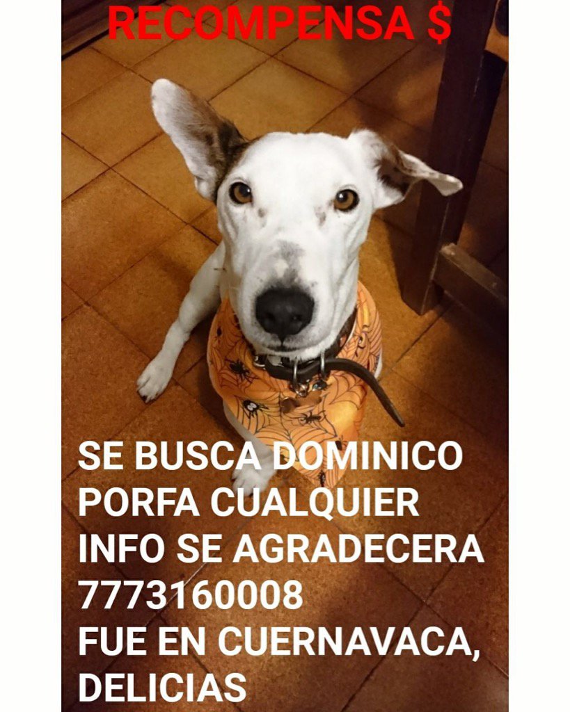 rebecadealba's tweet photo. Por favor 🙏 AYUDA ! Perro perdido hace 8 horas en Cuernavaca. Enfermo y necesita medicamentos! Porfa RT gracias!! https://t.co/BFkbUxSxxH