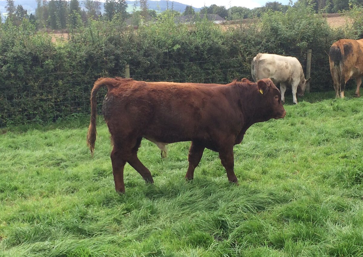 PearseKelly4's tweet photo. Some of the stock that will be on display at @teagasc Kildalton College Suckler Event on Wed 6th Sept 6pm #beeftechtransfer https://t.co/DsURqhi8O7