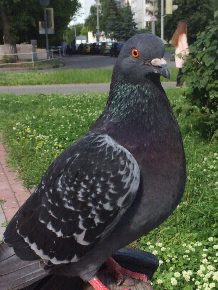 mcdonald2_0's tweet photo. Когда читаешь главу, перс начинает умирать, а предупрежения "смерть основного персонажа" нет: https://t.co/t05ef3ah5A