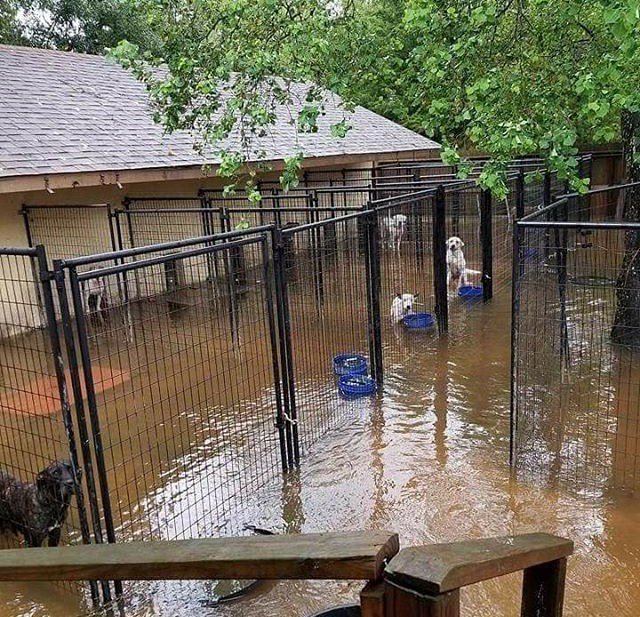 PatelPoonam's tweet photo. #Houston friends that are safely able to, please rescue these dogs NOW!
Tall Tales Rescue
413 Speights Loop Road
Hankamer, TX 77560 https://t.co/Q1L8cbRADq