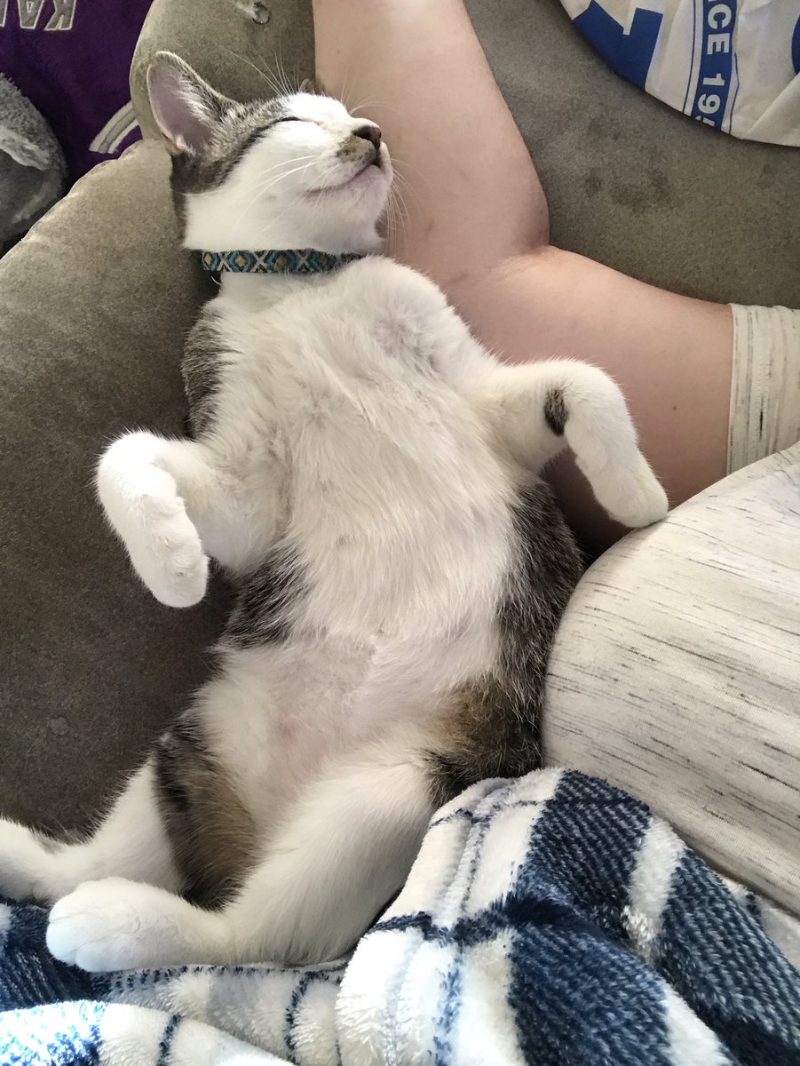 madelinenfowler's tweet photo. Monday got me feelin like... #Meeko https://t.co/jky7b4L9JU