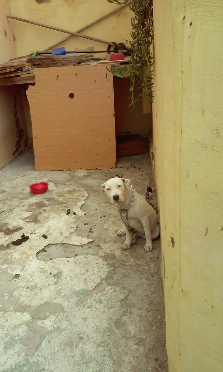 marthasatanas's tweet photo. @PoliciaLPA Esta perrita sufre maltratos de encadenamiento y desprecio, pasa mucho calor por el dia y mucho frio por la noche. https://t.co/g3aWeCSerM