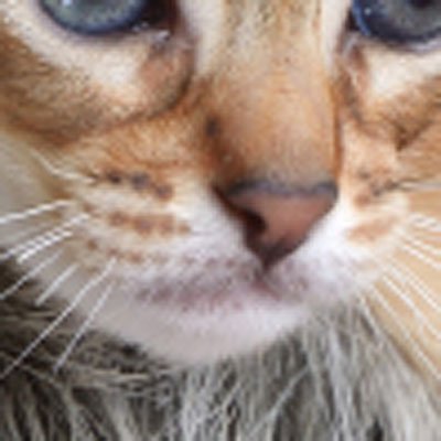 TroyAnimal's tweet photo. What Am I? I'm from the Indian Ocean coastal regions and parts of SE Asia. I have a short fine coat and I love to climb as high as possible. https://t.co/OU4fCVXpev