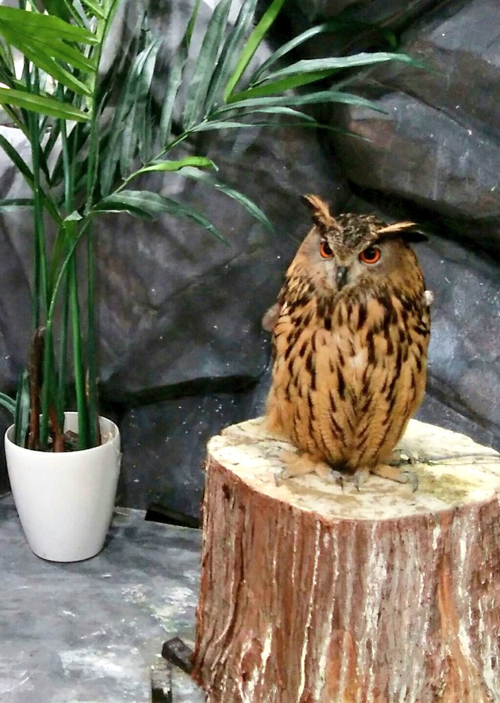 フクロウ可愛い