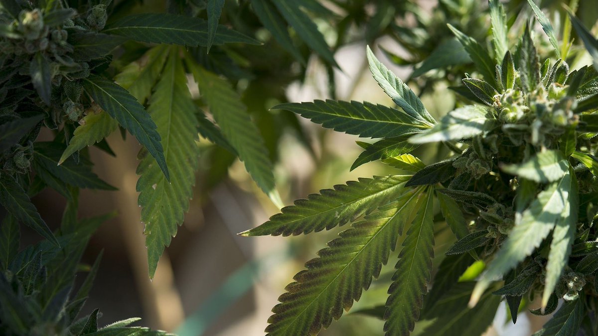 ThinkTankExile's tweet photo. Baltimore readies for 11 medical marijuana businesses to open https://t.co/LaKvEy4DZZ https://t.co/ViPrBPTmss