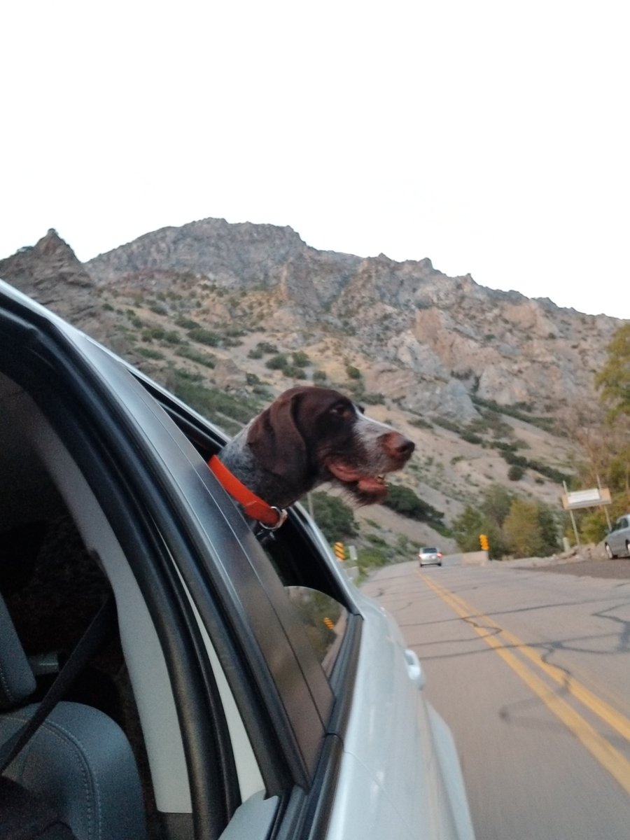 JaseHoover's tweet photo. I love my dogs https://t.co/ySyHWbddQU