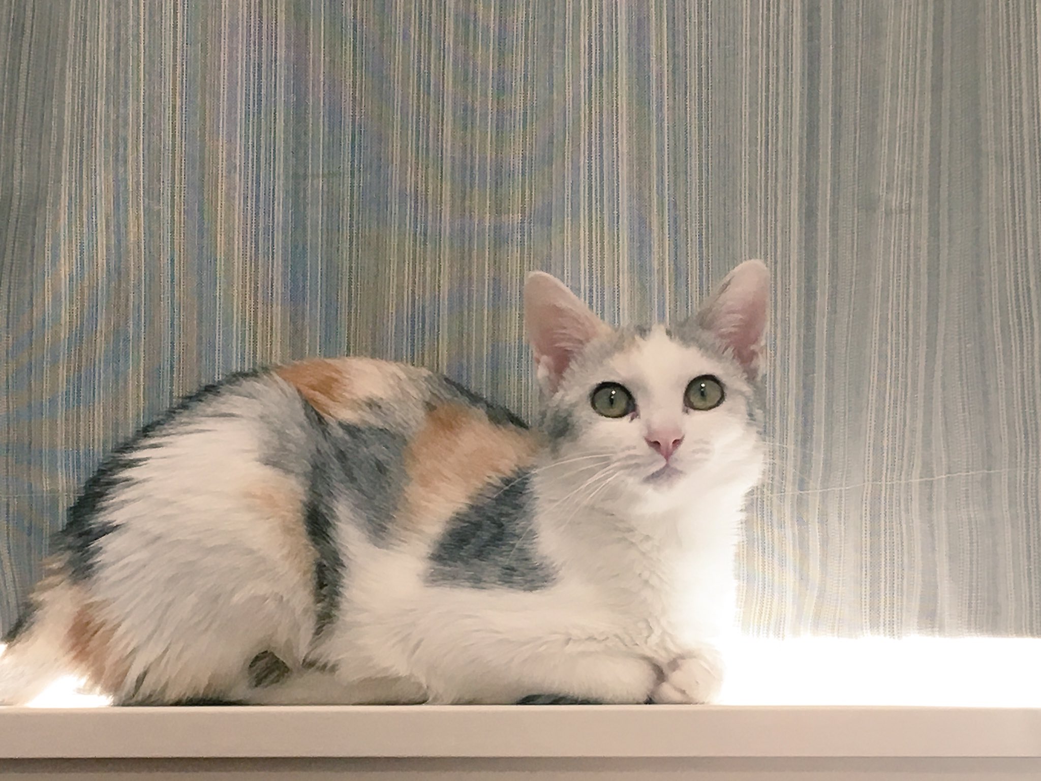 むぎ 私から見たむぎっ子 監視カメラを見るむぎっ子 監視カメラから見るむぎっ子 猫 三毛猫 パステルミケ T Co Lcntu3acpo Twitter