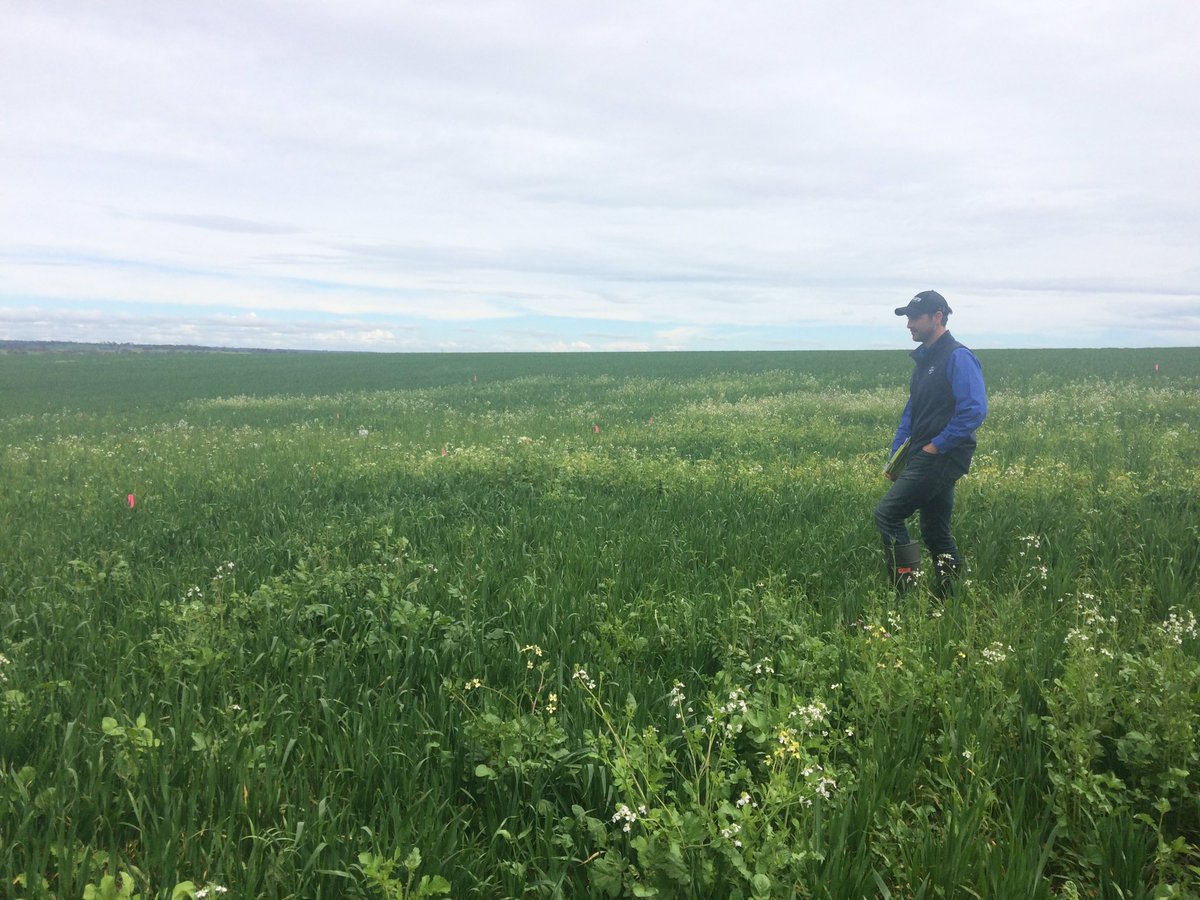 BrettAtkin05's tweet photo. Elders Technology Demonstration Site #ESHST #Bindi Bindi @theGRDC @grdc @EldersLimited @Adama_AU @Bayer4CropsAU @peterdnewman #WildRadish ๐ฑ https://t.co/qyJe19N24F