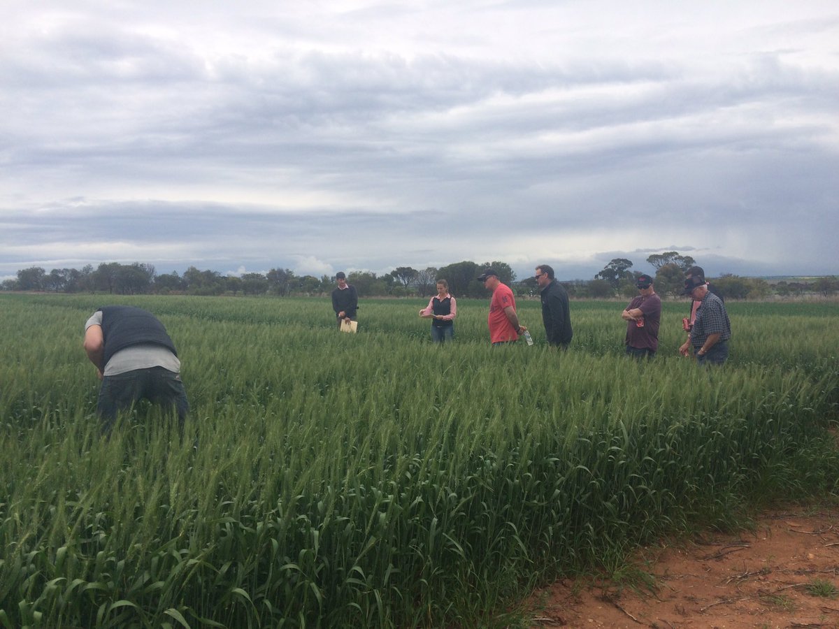 BrettAtkin05's tweet photo. Elders Technology Demonstration Site #ESHST #Bindi Bindi @theGRDC @grdc @EldersLimited @Adama_AU @Bayer4CropsAU @peterdnewman #WildRadish ๐ฑ https://t.co/qyJe19N24F