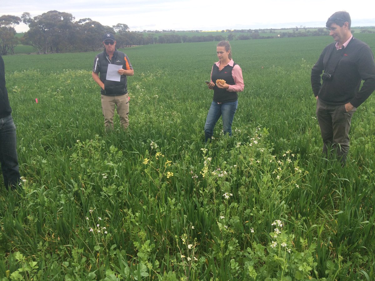 BrettAtkin05's tweet photo. Elders Technology Demonstration Site #ESHST #Bindi Bindi @theGRDC @grdc @EldersLimited @Adama_AU @Bayer4CropsAU @peterdnewman #WildRadish ๐ฑ https://t.co/qyJe19N24F