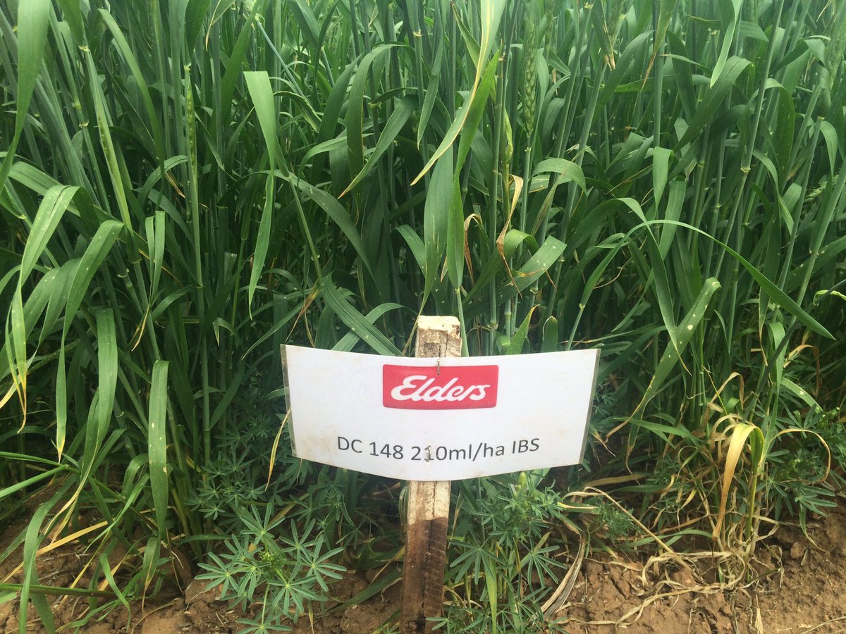 BrettAtkin05's tweet photo. Elders Technology Demonstration Site #ESHST #Bindi Bindi @theGRDC @grdc @EldersLimited @Adama_AU @Bayer4CropsAU @peterdnewman #WildRadish ๐ฑ https://t.co/qyJe19N24F