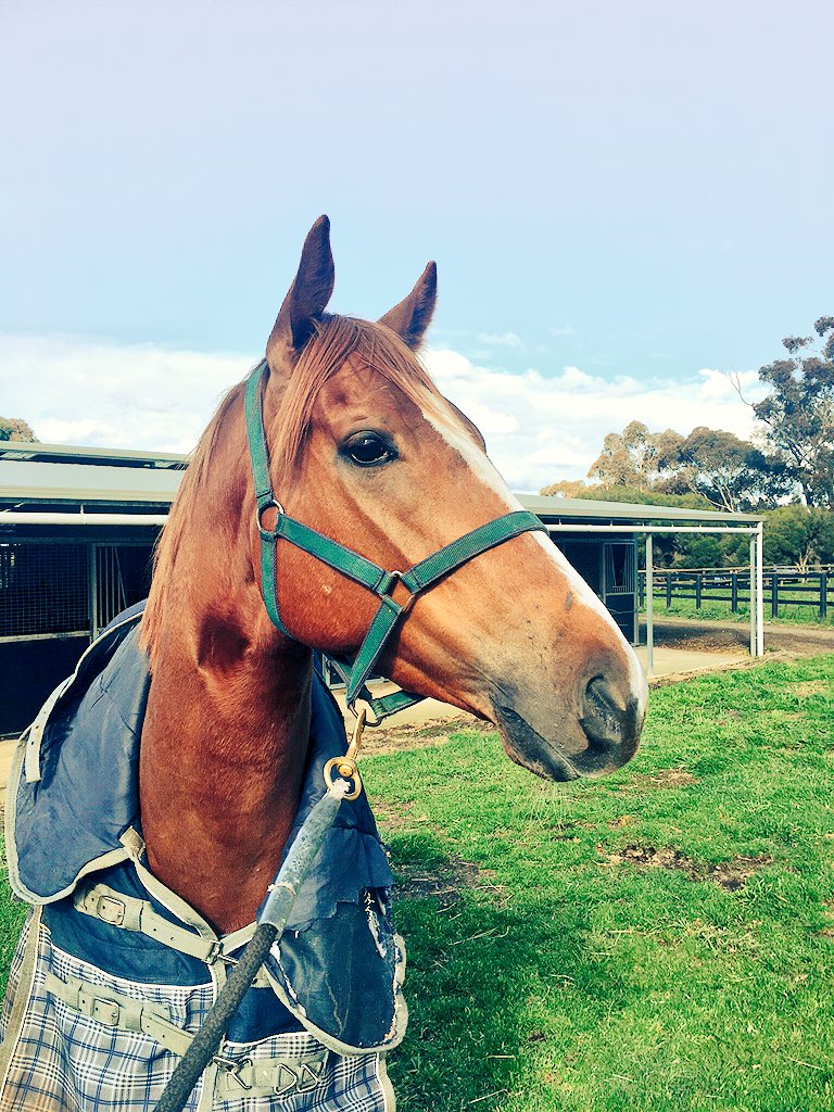 beermitchell's tweet photo. Looking forward to the return of Gwenneth tomorrow, went a long way in her first prep last time.
#GoTheLeopardPrint https://t.co/X2rTJkWJOY