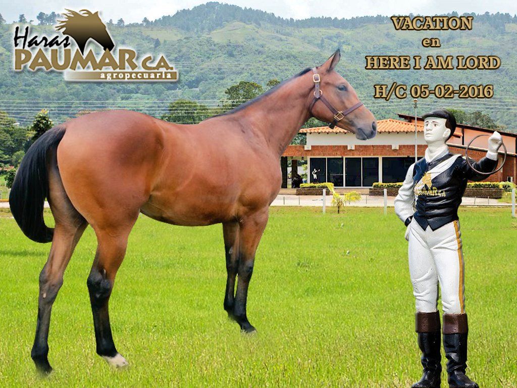haraspaumar's tweet photo. Nieta de Seattle Slew! Hermosa potranca por el Dynaformer de Venezuela #Vacation en Here I Am Lord por Seattle Slew! https://t.co/Zc553yFqXH