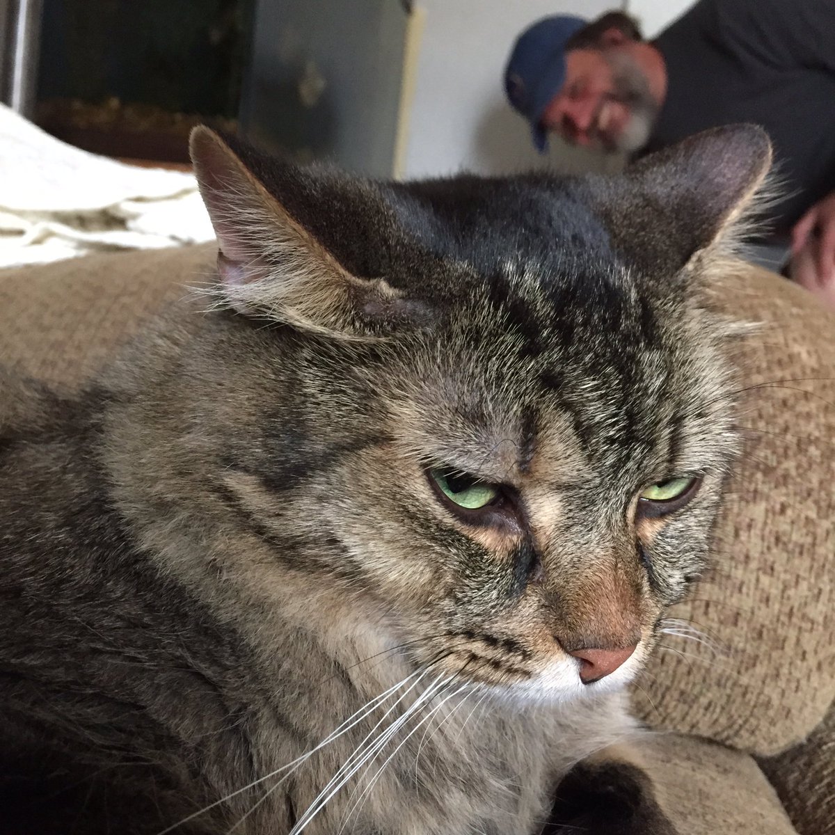 Mil_Pets_Alive's tweet photo. Arthur is not pleased he has to wait 2 years for more Game of Thrones.  #GoT https://t.co/yVIyR8o6UR