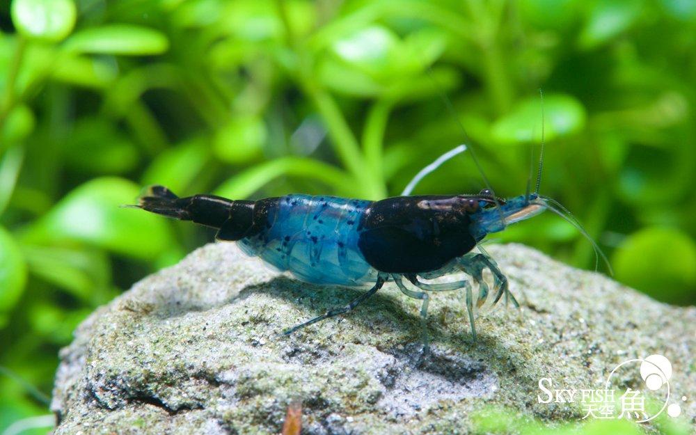 Skyfish Pe Twitter Skyfish Skyfishaqua 観賞エビ ヌマエビ系 ルリーシュリンプ ブラックルリーシュリンプ ルリーシュリンプ 黒 赤いルリーシュリンプとは違い 黒いルリーシュリンプの頭と尾は黒い 透明なところが青を帯びましたね 綺麗でしょう E٩ ๑