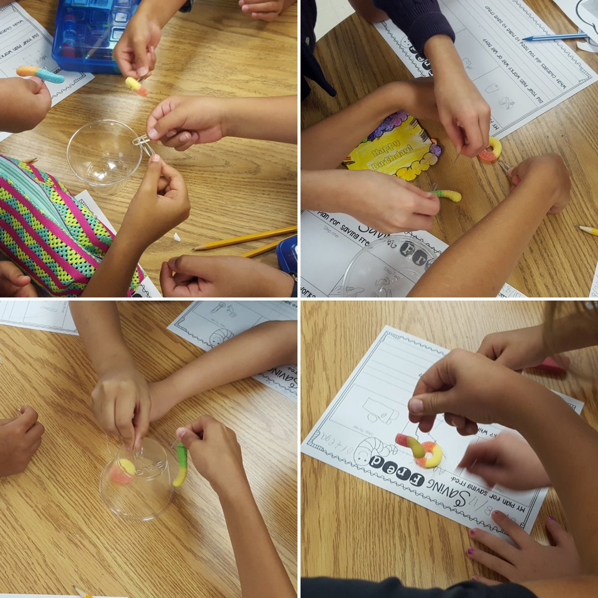 Teach4thDL's tweet image. Today my class attempted to save Fred! 🐛@CambridgeElem  #teamwork #engagedclass #STEM #ahisdelem