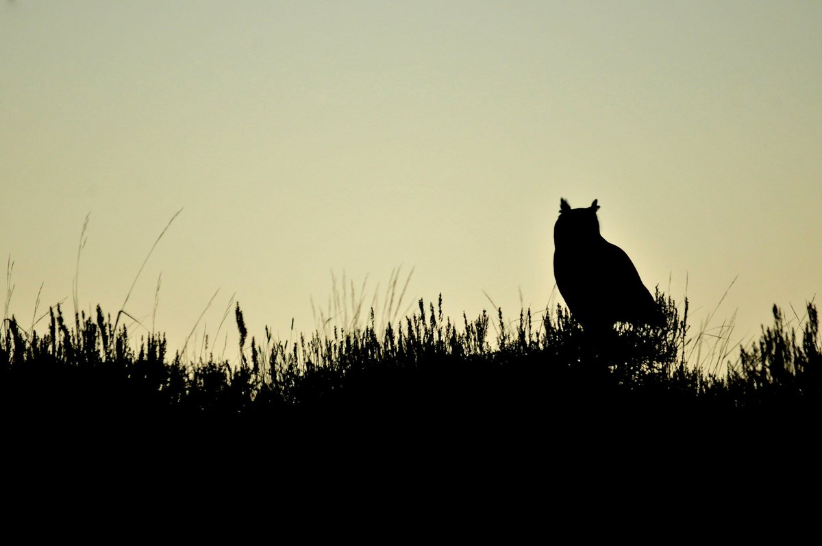USFWSMtnPrairie's tweet image. How did birds behave during  #Eclipse17 last week? Find out here based on #CitizenScience observations: bit.ly/2vyWxgn Photo: USFWS