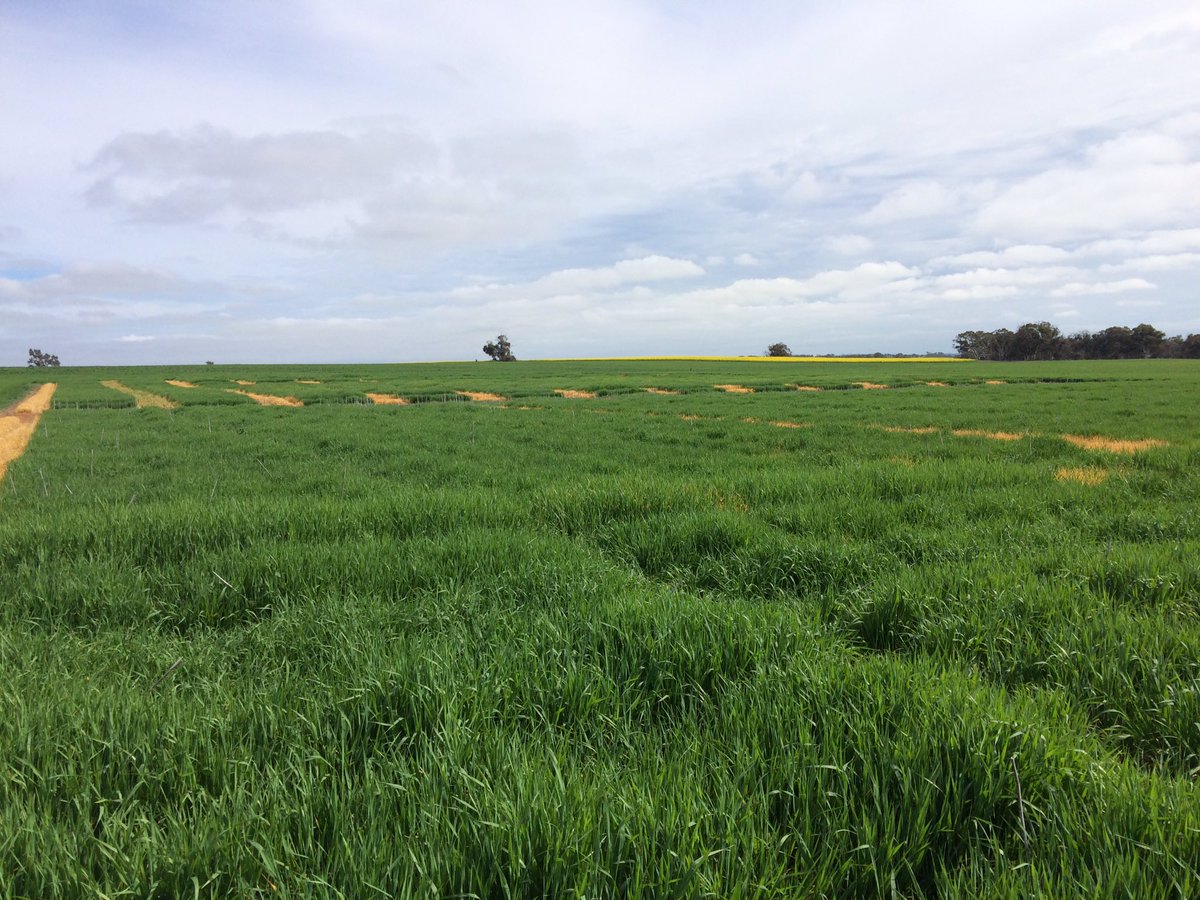 BrettAtkin05's tweet photo. #ESHST #Edstar Genetics #Jet #Alestar @GRDCSouth @theGRDC @EldersLimited https://t.co/kaxGbT5xHu