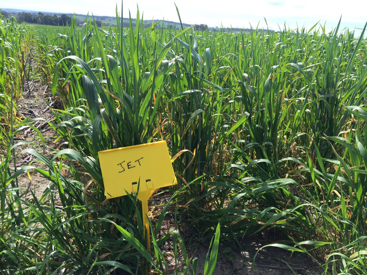BrettAtkin05's tweet photo. #ESHST #Edstar Genetics #Jet #Alestar @GRDCSouth @theGRDC @EldersLimited https://t.co/kaxGbT5xHu
