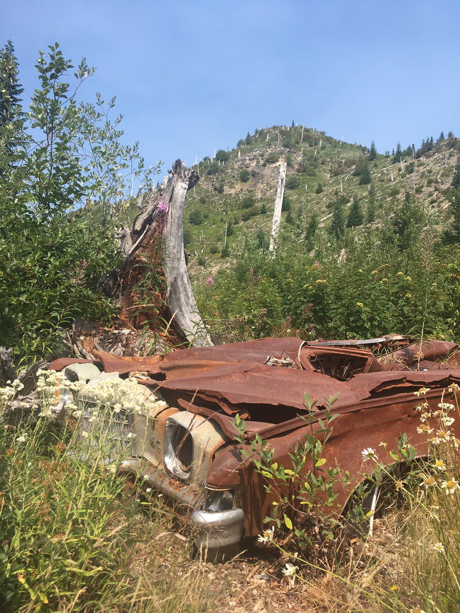 bisonandbigfoot's tweet photo. 35+ yrs later it's amazing the changes to the land, equally amazing how nature has recovered.
#mtsthelens #volcano #travel #nature #recovery https://t.co/GGW8U63bV0