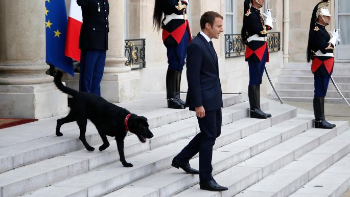 thetimes's tweet photo. Emmanuel Macron has a new dog called Nemo who attended a cabinet meeting yesterday https://t.co/aTk9xBaHO6 https://t.co/NjXrYrGgjJ