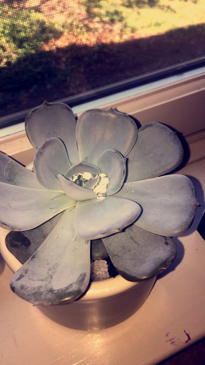maggiegilberttt's tweet photo. if u pour a lil drop of water in the top of the succulent it forms a cute lil jewel #succulentfriends #succulentfun https://t.co/BUfps79ktQ