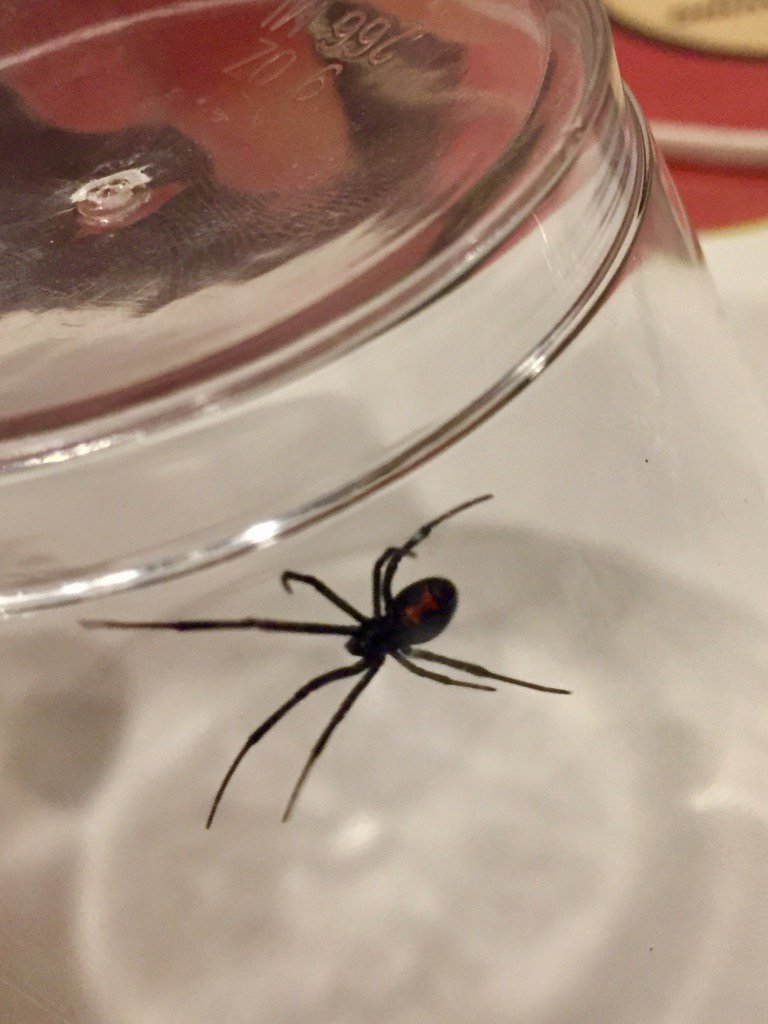 SamanthaLayneG's tweet photo. This is NOT what I need to find in the bedroom before I go to sleep! #BlackWidow #spider #nevergoingtosleep https://t.co/7xadV60bTO
