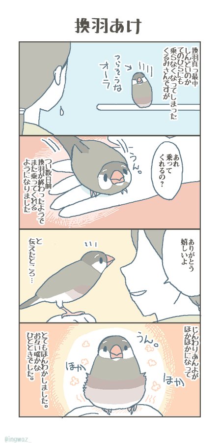 換羽あけ。
#buncho #javasparrow #文鳥 