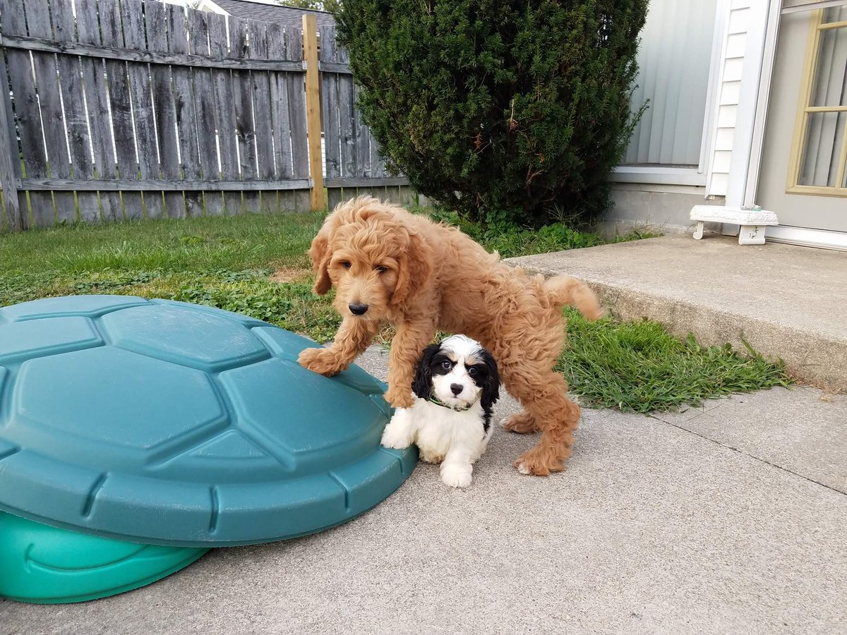JoeSlifka's tweet photo. First day of school tomorrow. Too bad these puppies had other plans for 11 pm. #EveryonesAsleep #NotMe #NOBARK! https://t.co/95VQtj6r0x