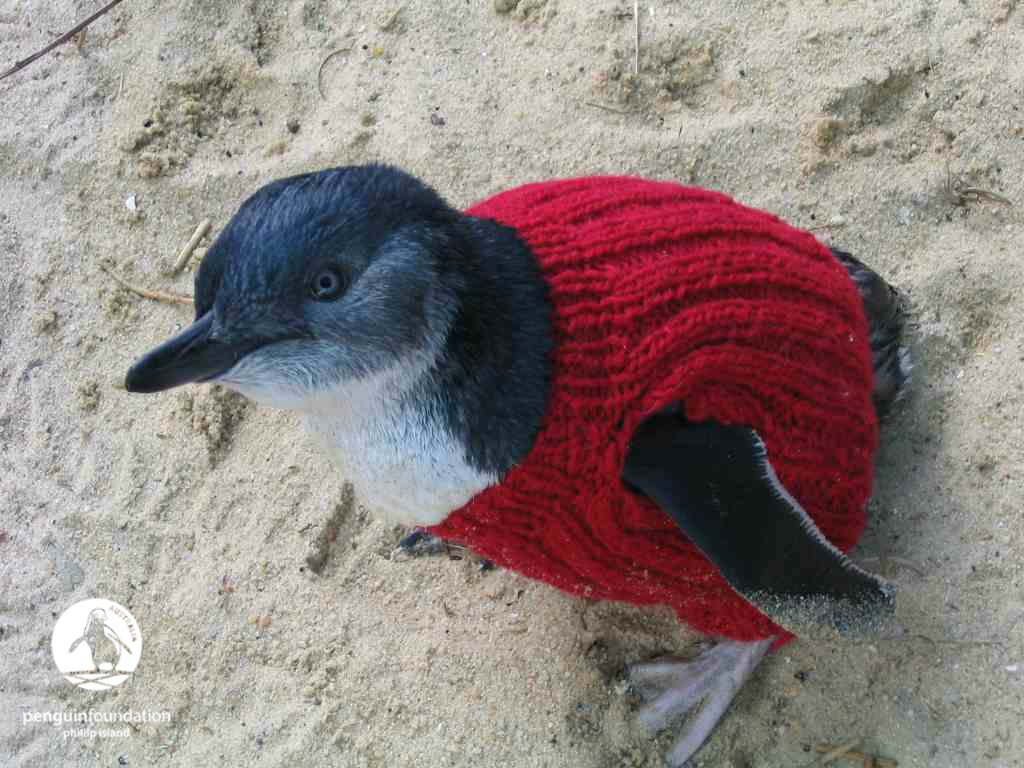 Penguin jumpers. What are they and how do they help little #penguin conservation on #PhillipIsland? Find out here > penguinfoundation.org.au/what-s-new/kni…