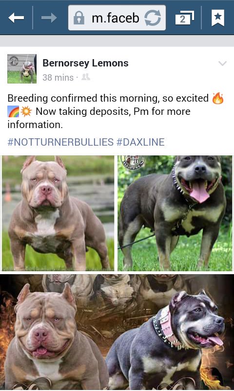 lovelarry68's tweet photo. There here!!!!! ##Notturnerbullies Greatped #Daxline #RealBulls #Gotloveforthebully https://t.co/vpxhUaG3m3