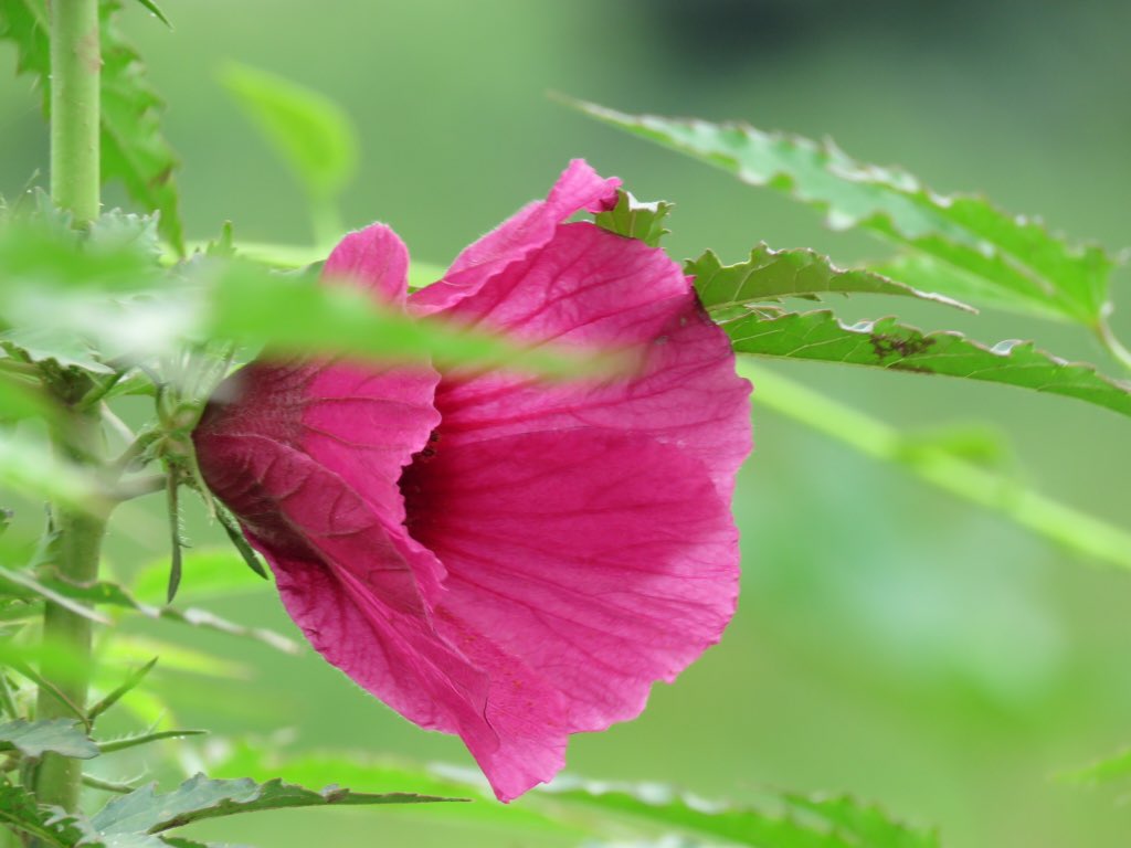 vrundavs's tweet photo. Yesterday's #pinkflowers
#upclosepersonal
#canonpic #wildflower
#countryside #harohalli #Karnataka
@vijayashankara https://t.co/J0SmWE0lF7