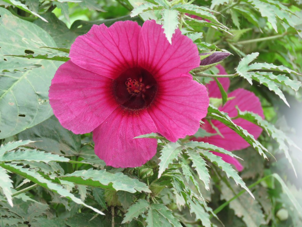 vrundavs's tweet photo. Yesterday's #pinkflowers
#upclosepersonal
#canonpic #wildflower
#countryside #harohalli #Karnataka
@vijayashankara https://t.co/J0SmWE0lF7