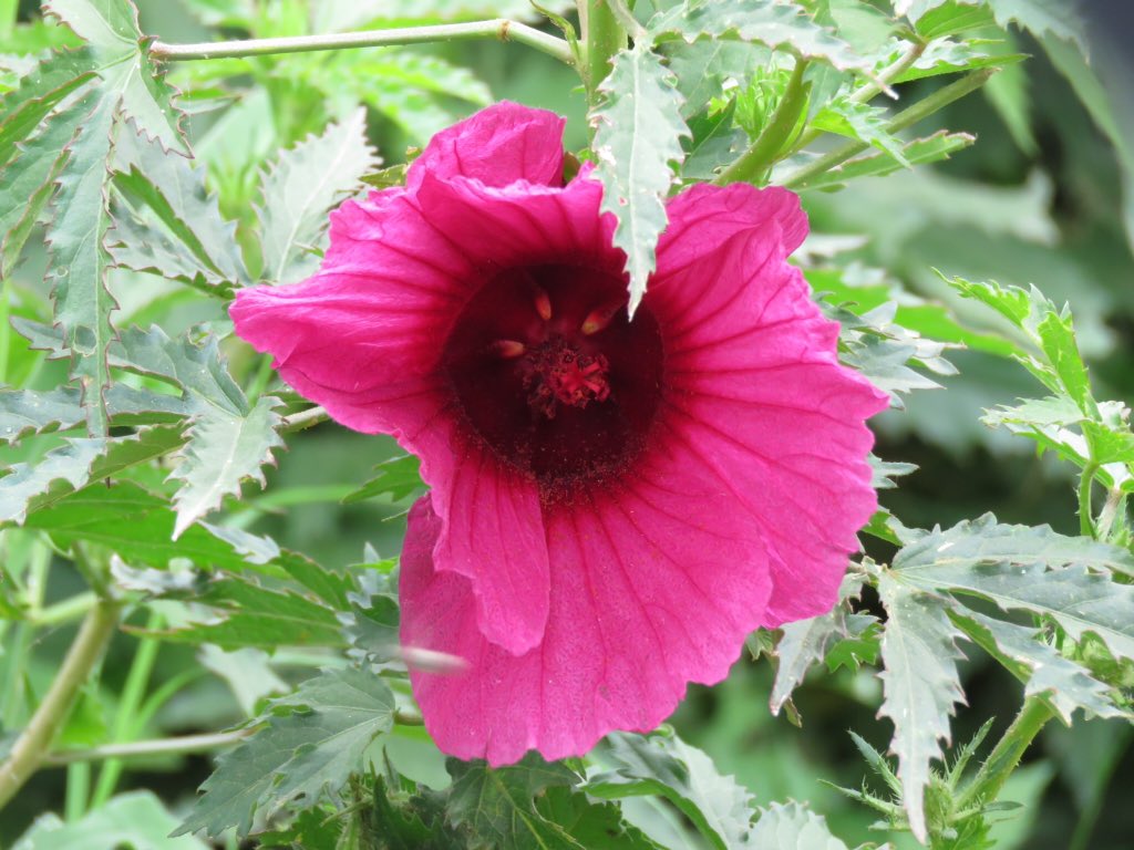 vrundavs's tweet photo. Yesterday's #pinkflowers
#upclosepersonal
#canonpic #wildflower
#countryside #harohalli #Karnataka
@vijayashankara https://t.co/J0SmWE0lF7