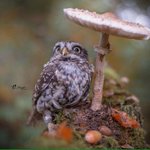 すごく癒されるwキノコで雨宿りするフクロウ可愛すぎw