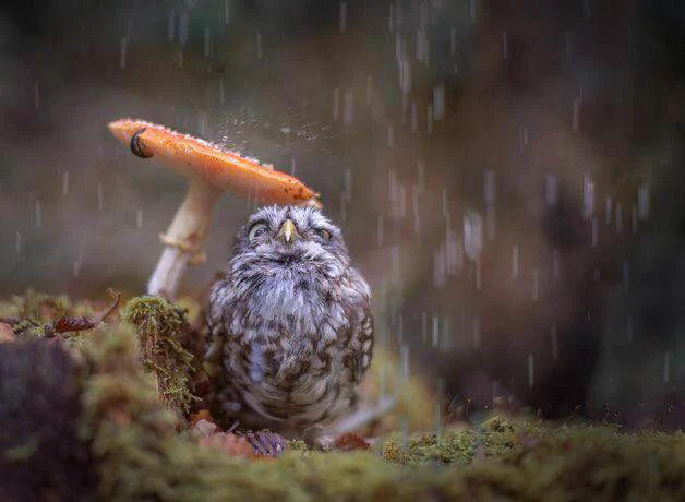 すごく癒されるwwキノコで雨宿りするフクロウ可愛すぎww