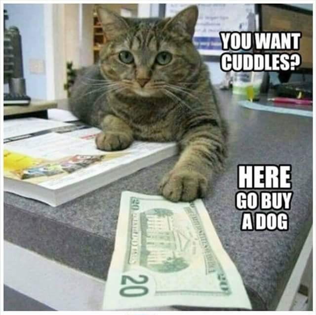 GoodFreshMemes tweet picture