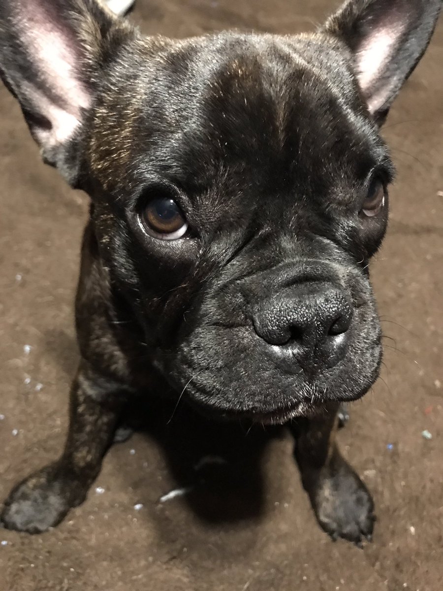 ThePugSteve's tweet photo. Never introduced my new brother from another mother, Bruce! I wish my ears stood up like his. 🙄 #PugProbs #FrenchBulldog https://t.co/HYiH44ykqx