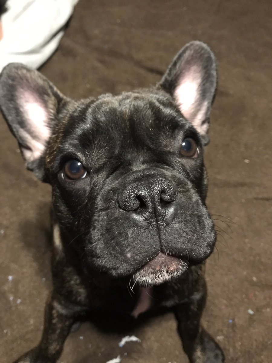 ThePugSteve's tweet photo. Never introduced my new brother from another mother, Bruce! I wish my ears stood up like his. 🙄 #PugProbs #FrenchBulldog https://t.co/HYiH44ykqx