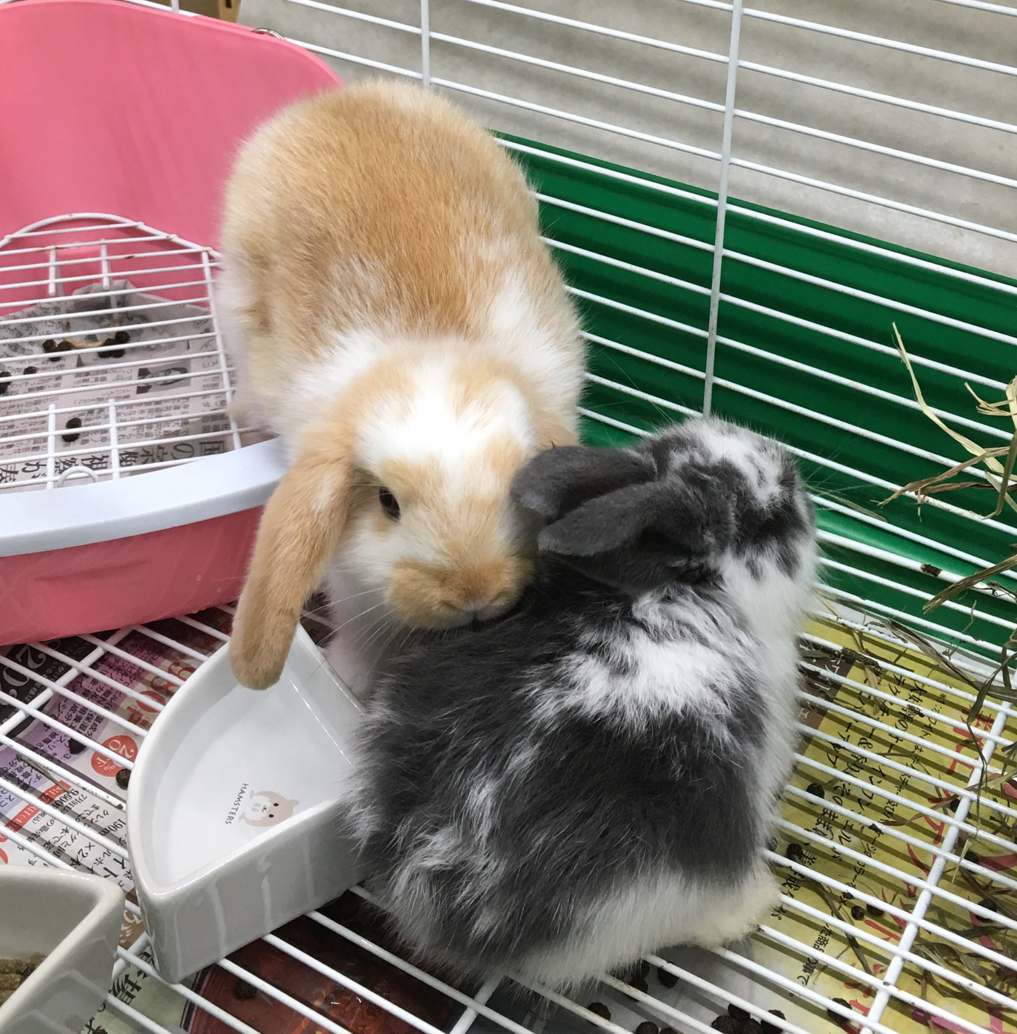 小さな大自然の店帯広店 Ecohotaruobihir Twitter
