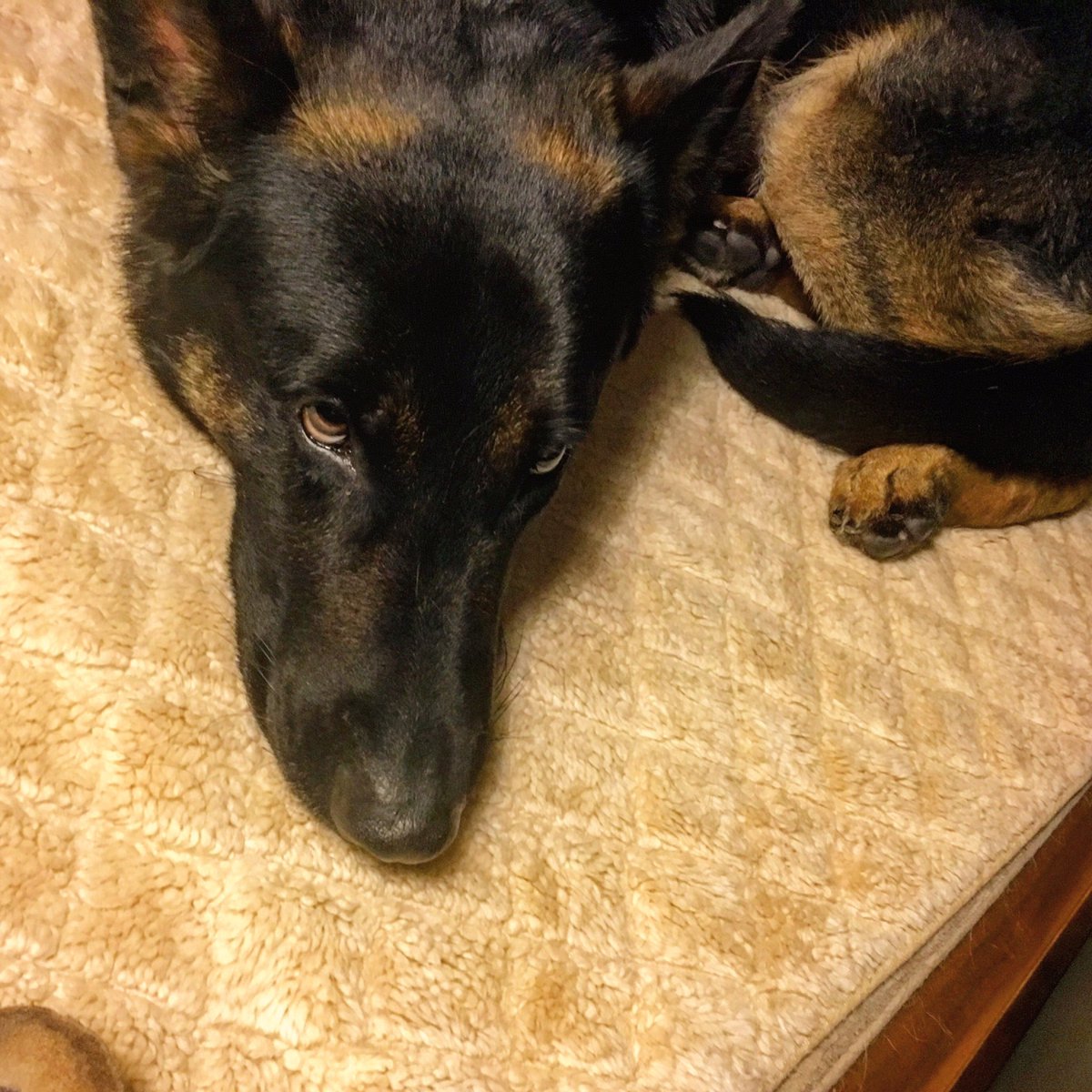 K_Flash1's tweet photo. #MrSassyPants #DemonDogDaxx looking all guilty, stealing #JMans bed. #dogsoftwitter #GermanShepherd #Bad2theBone https://t.co/FFmh1UX5XD