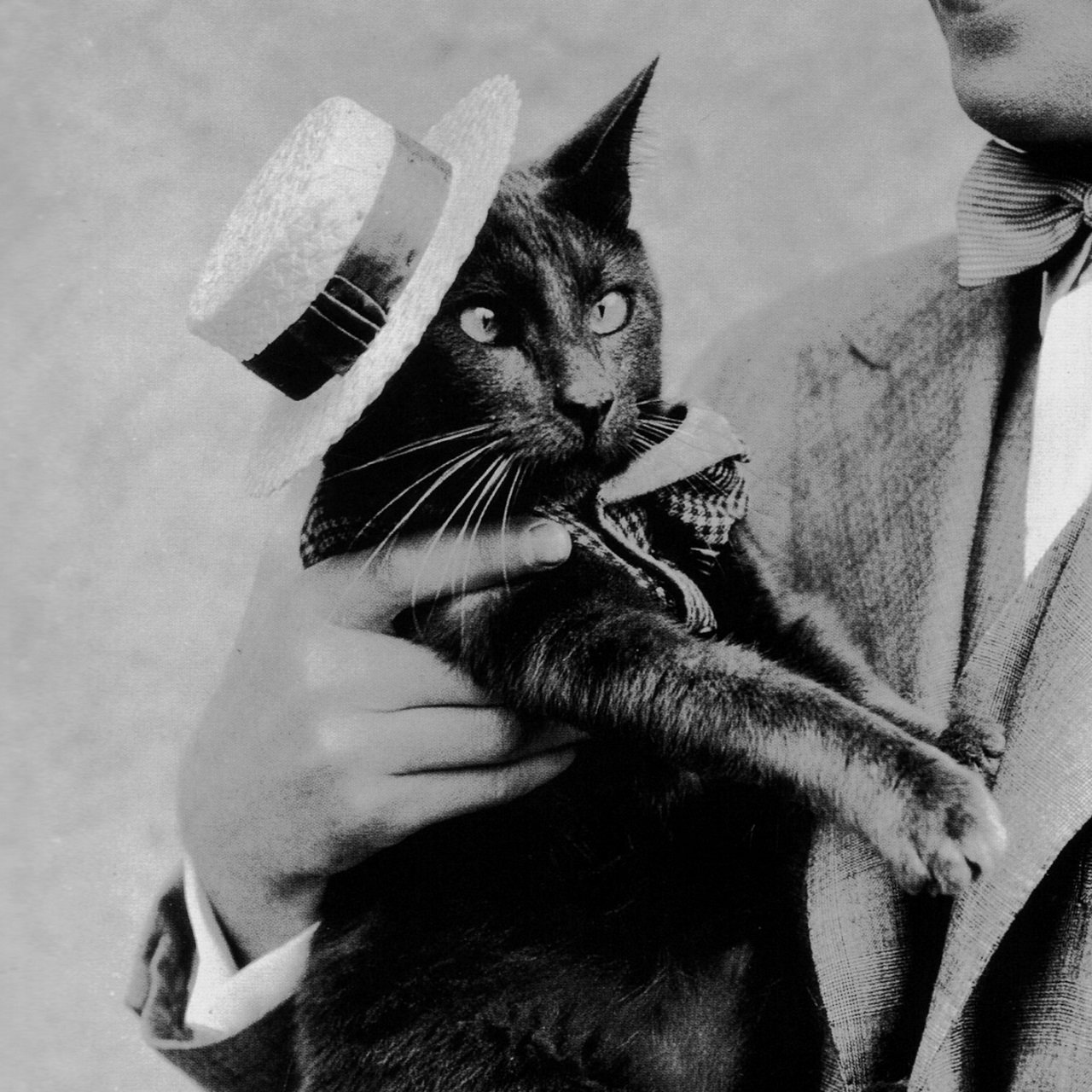 坂本葵 モーリス シュヴァリエと猫俳優のpuzzums 1929年 カンカン帽のすてきな二人組 きょうの猫アート T Co Muxnetkojg Twitter