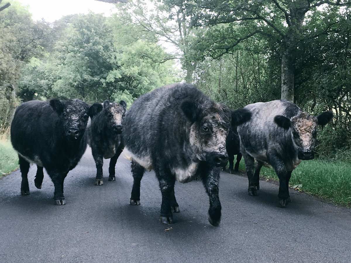James Rebanks (@herdyshepherd1) on Twitter photo 