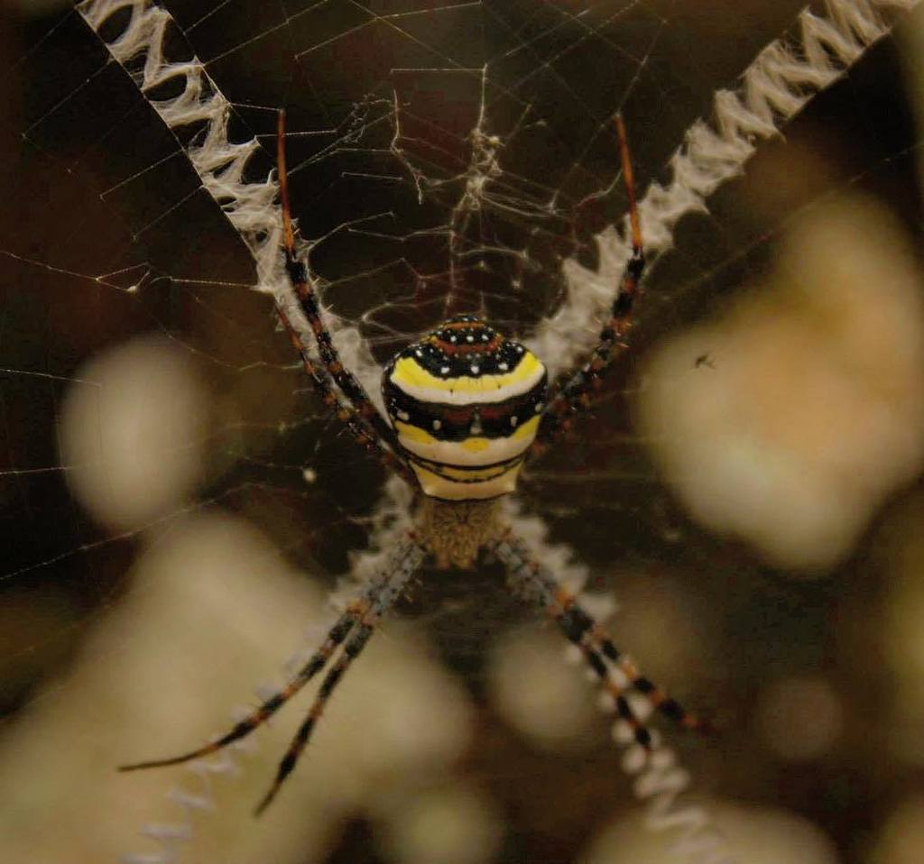 felixfsantistev's tweet photo. RT https://t.co/W4A7FYrKAt #spider #wildinsect #colorinnature #spiderweb #nature #naturephotography #bangladesh … https://t.co/0XeItJWW8C